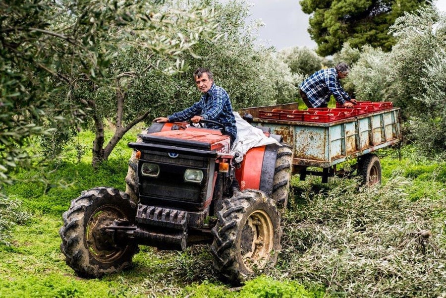 man driving a tractor with trailer at olive trees crops and watching at the camera at 'Eleonas'